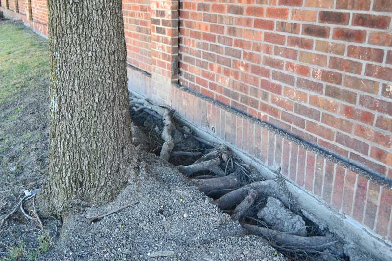 Raíces de un árbol por debajo de un muro
