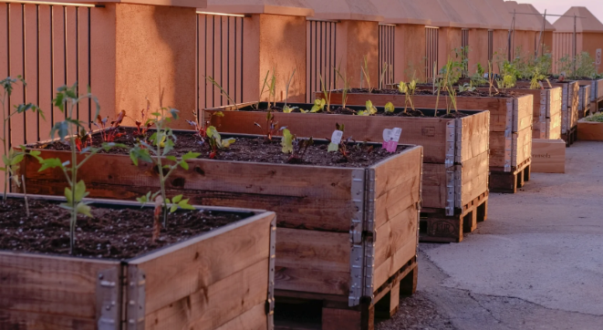 Bancal de cultivo